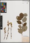 Foto von Salix caprea L.